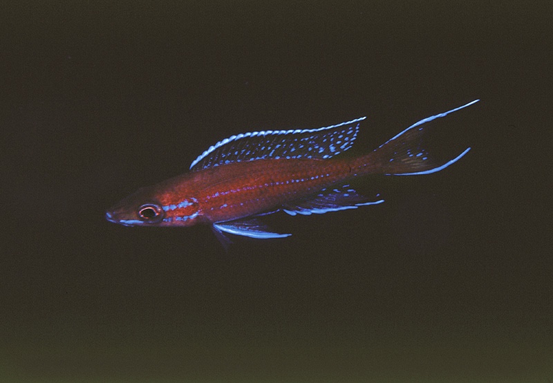 Paracyprichromis nigripinnis 'Kipili'